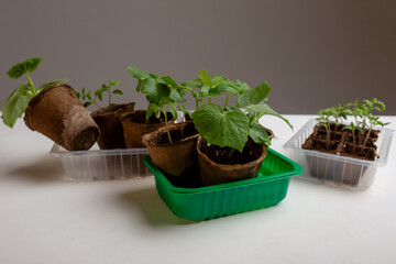 young cucumber and tomato seedlings in a peat pot in a plastic container are prepared for planting...