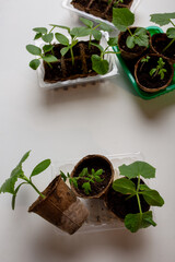 young cucumber and tomato seedlings in a peat pot in a plastic container are prepared for planting...