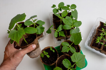 young cucumber and tomato seedlings in a peat pot in a plastic container are prepared for planting...