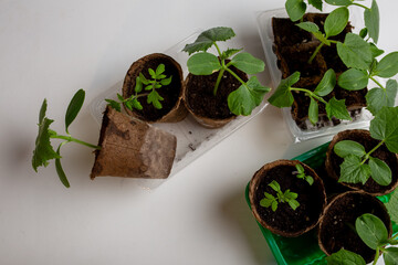 young cucumber and tomato seedlings in a peat pot in a plastic container are prepared for planting...