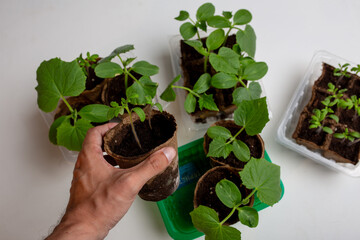 young cucumber and tomato seedlings in a peat pot in a plastic container are prepared for planting...