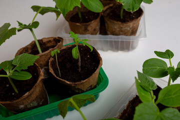 young cucumber and tomato seedlings in a peat pot in a plastic container are prepared for planting...