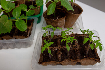 young cucumber and tomato seedlings in a peat pot in a plastic container are prepared for planting on a farm plot in a greenhouse. space for text