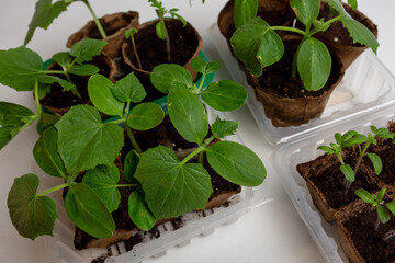 young cucumber and tomato seedlings in a peat pot in a plastic container are prepared for planting on a farm plot in a greenhouse. space for text