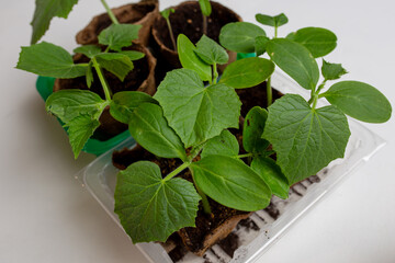 young cucumber and tomato seedlings in a peat pot in a plastic container are prepared for planting...