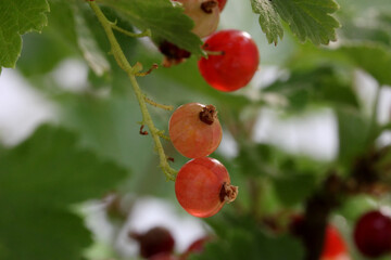 Pink Currant Pair 02