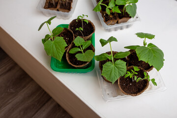 young cucumber and tomato seedlings in a peat pot in a plastic container are prepared for planting...