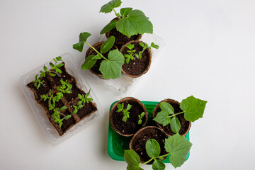 young cucumber and tomato seedlings in a peat pot in a plastic container are prepared for planting...