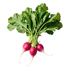 Crunchy pink red radishes with green leafy tops displayed on white background Fresh and vibrant perfect for healthy lifestyle and farm concepts