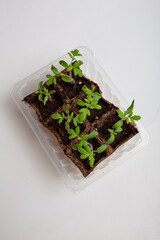 young cucumber and tomato seedlings in a peat pot in a plastic container are prepared for planting...