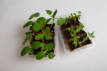 young cucumber and tomato seedlings in a peat pot in a plastic container are prepared for planting...
