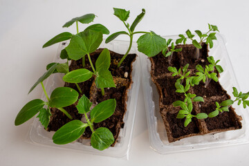 young cucumber and tomato seedlings in a peat pot in a plastic container are prepared for planting...