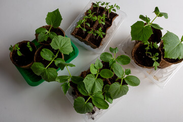 young cucumber and tomato seedlings in a peat pot in a plastic container are prepared for planting...