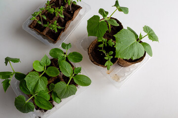 young cucumber and tomato seedlings in a peat pot in a plastic container are prepared for planting...