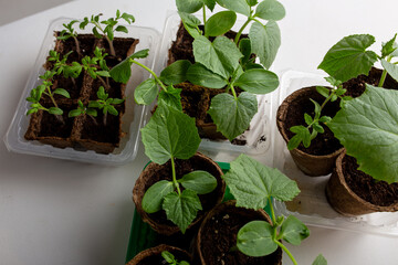 young cucumber and tomato seedlings in a peat pot in a plastic container are prepared for planting...