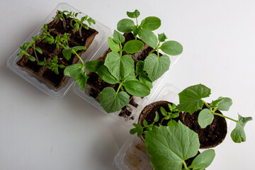 young cucumber and tomato seedlings in a peat pot in a plastic container are prepared for planting...
