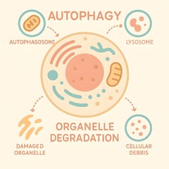 Autophagy Process in Cell Biology - Organelle Degradation and Cellular Recycling Mechanism