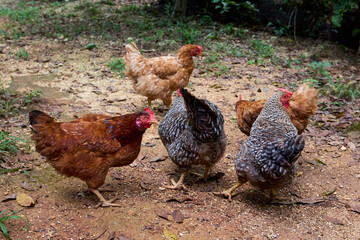 free range chickens