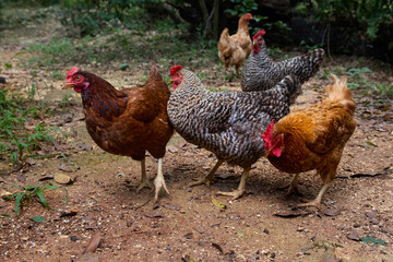 free range chickens