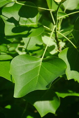 Zielone liście © Krzysztof