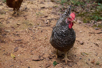 free range chickens