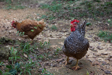 free range chickens