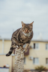 A cat without a breed stands on a concrete pillar. A stray yard cat looks at the camera. The cat is on the move. Vertical photo.