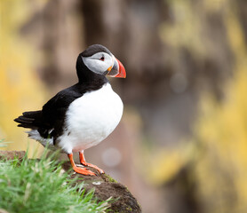 atlantic puffin or common puffin
