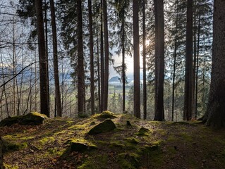 forest in autumn with sunset rays 