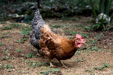 free range chickens