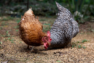free range chickens