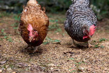 free range chickens