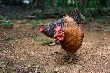 free range chickens