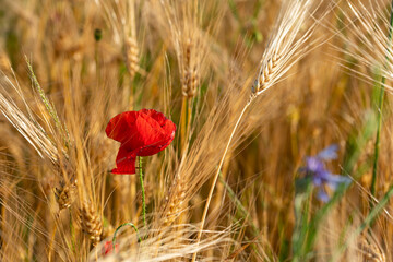 Rote Mohnblume in Getreidefeld