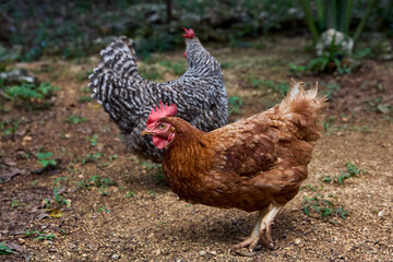free range chickens