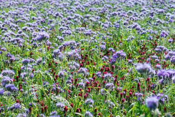 Ein Feld bepflanzt mit Bienenweide (phacelia)
