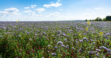 Ein Feld bepflanzt mit Bienenweide