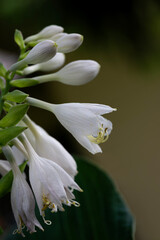 hosta plant  macro closeup of buds and blooming white flowers