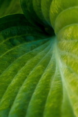 Background with plantain lilies leaf or hosta leaf; Hosta Sieboldiana