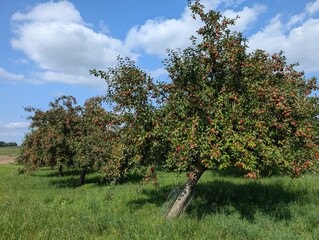 an orchard of apple trees full of fruit
