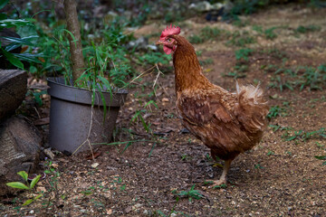 free range chickens