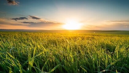 field of green grass at sunset