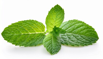 mint leaves isolated on white background