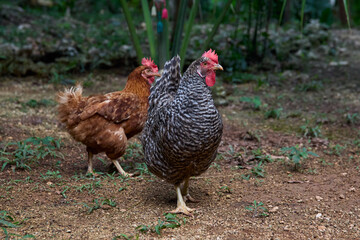 free range chickens