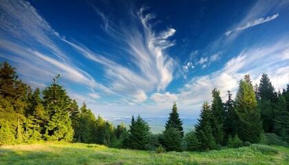 trees and sky