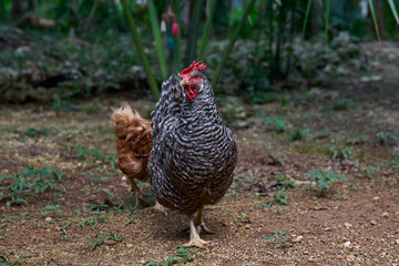 free range chickens