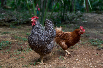 free range chickens