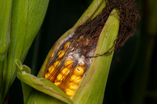 Gibberella ear rot on corn kernels. Fungus, mold, disease damage and prevention concept
