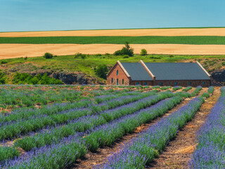 view to farm house and rows of blooming lavender in field