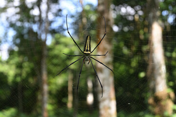 Dorsal view of a female golden orb weaver sitting on the center of her spider web